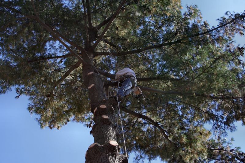 Arborist Service
