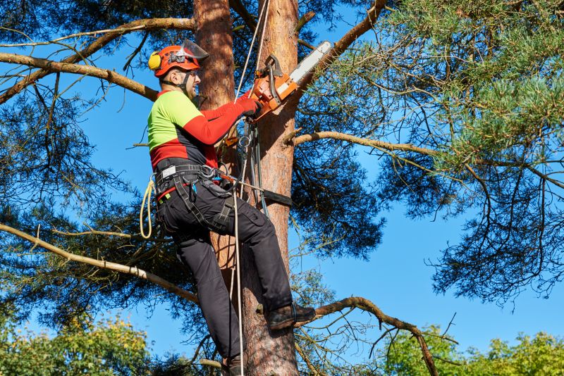 Tree Pruning and Trimming