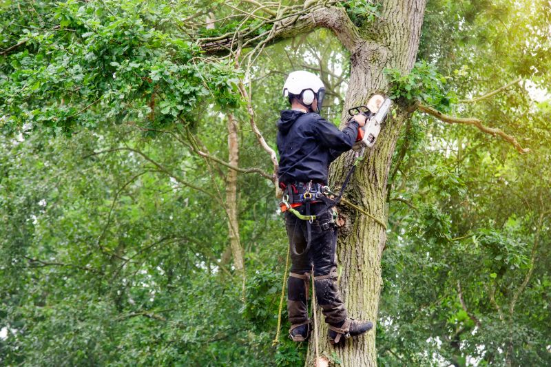 Arborist Service
