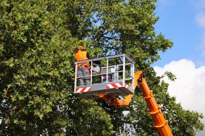 Arborist Service