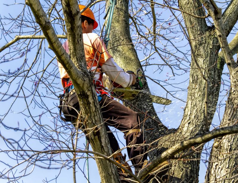 Arborist Service