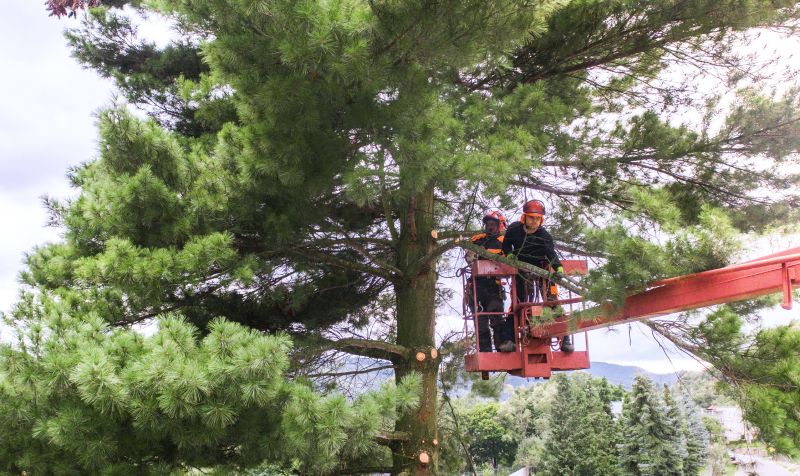 Arborist Service