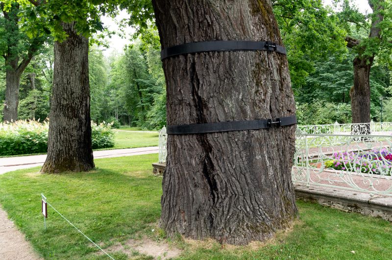 Tree Cabling And Bracing - Arborist Service Framingham, Massachusetts