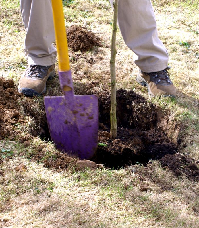 Tree Planting - Arborist Service Citrus County, Florida