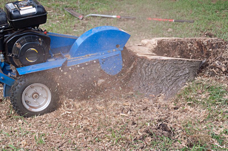 Tree Stump Grinding - Arborist Service Fort Lauderdale, Florida