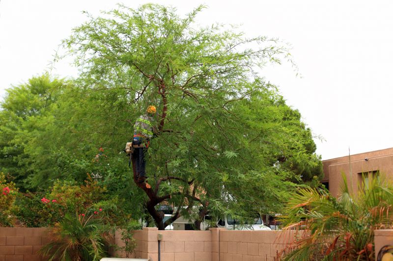 Arborist Service