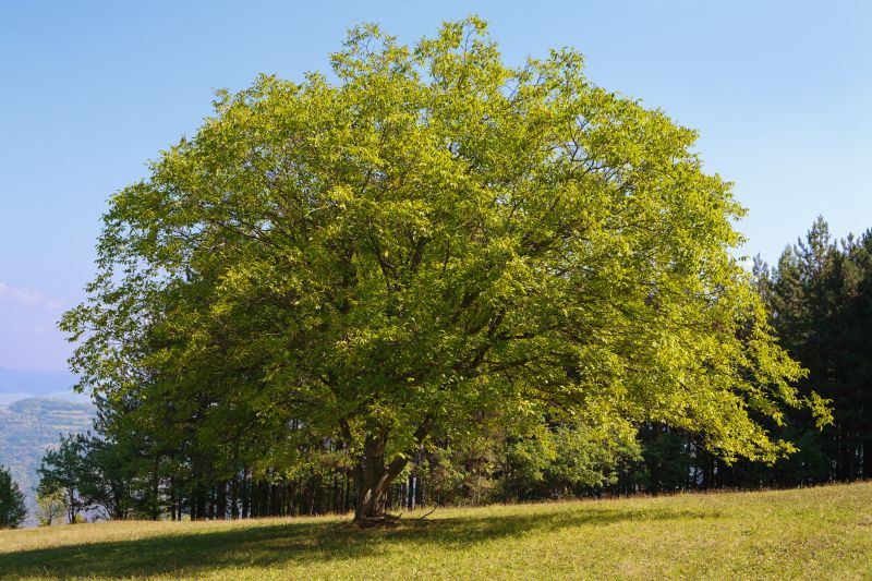 Arborist Service - Arborist Service Raleigh, North Carolina