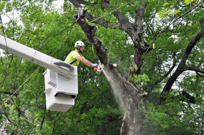 Tree Pruning and Trimming